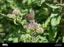 Attēlu rezultāti vaicājumam “Argynnis paphia underside”
