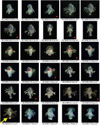 Attēlu rezultāti vaicājumam “Phronia sp. larva”