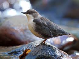 Attēlu rezultāti vaicājumam “Cinclus cinclus adult”