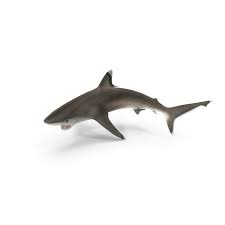 Image result for Carcharhinus albimarginatus