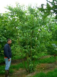 Attēlu rezultāti vaicājumam “Cercis siliquastrum”