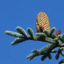 Attēlu rezultāti vaicājumam “Arenaria procera leaf”