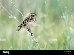 Attēlu rezultāti vaicājumam “Saxicola rubetra”