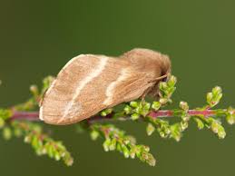 Attēlu rezultāti vaicājumam “Malacosoma castrensis male”