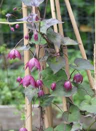 Image result for Rhodochiton atrosanguineum