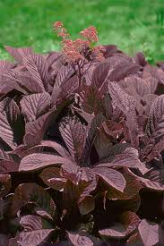 Image result for Rodgersia chocolate wings