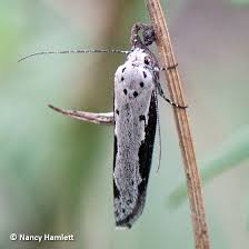 Attēlu rezultāti vaicājumam “Elachistidae”
