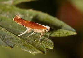 Attēlu rezultāti vaicājumam “Argyresthia albistria”