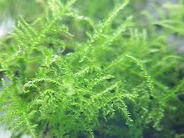 Attēlu rezultāti vaicājumam “Eurhynchium praelongum”