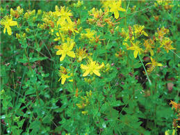 Attēlu rezultāti vaicājumam “Hypericum maculatum flower”