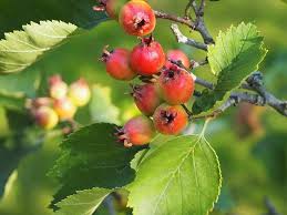 Attēlu rezultāti vaicājumam “Crataegus macracantha fruit”
