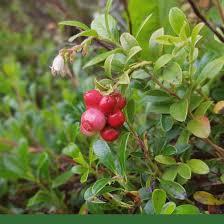 Attēlu rezultāti vaicājumam “Arctostaphylos uva-ursi fruit”