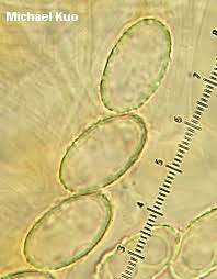 Attēlu rezultāti vaicājumam “Humaria hemisphaerica”