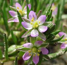 Attēlu rezultāti vaicājumam “xComagaria rosea”