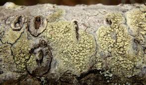 Attēlu rezultāti vaicājumam “Lecanora conizaeoides”