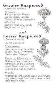 Attēlu rezultāti vaicājumam “Centaurea scabiosa fruit”