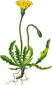 Attēlu rezultāti vaicājumam “Leontodon hispidus”