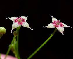 Attēlu rezultāti vaicājumam “Galium elongatum flower”