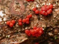 Attēlu rezultāti vaicājumam “Neonectria fuckeliana”