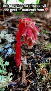 Attēlu rezultāti vaicājumam “Monotropa hypopitys fruit”