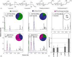 Attēlu rezultāti vaicājumam “Zygaena filipendulae exuvia”