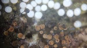 Attēlu rezultāti vaicājumam “Collaria arcyrionema spores”