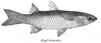 Image result for Mugil liza