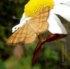 Attēlu rezultāti vaicājumam “Idaea serpentata”