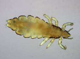 Attēlu rezultāti vaicājumam “Licea pygmaea sessile”