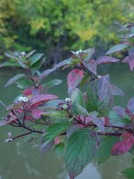 Attēlu rezultāti vaicājumam “Cornus sericea”