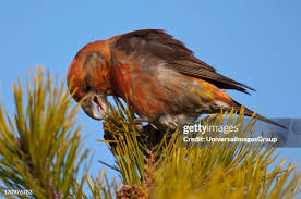 Attēlu rezultāti vaicājumam “Loxia pytyopsittacus”