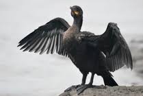 Image result for Phalacrocorax auritus