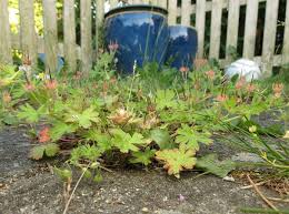 Attēlu rezultāti vaicājumam “Geranium pusillum leaf”