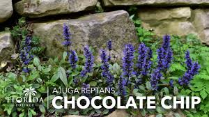 Image result for Ajuga reptans
