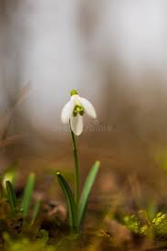 Attēlu rezultāti vaicājumam “Galanthus nivalis leaf”