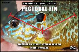 Image result for Lepomis gibbosus