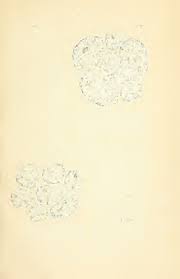 Attēlu rezultāti vaicājumam “Didymium xanthopus stalked”