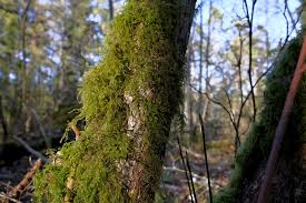 Attēlu rezultāti vaicājumam “Eurhynchium angustirete sporophyte”