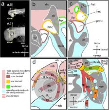 Image result for Stevenage Sharks Rhc