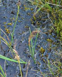 Attēlu rezultāti vaicājumam “Calliergon trifarium”