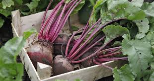 Image result for rote Bete