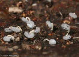 Attēlu rezultāti vaicājumam “Physarum nitens macro”