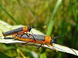 Attēlu rezultāti vaicājumam “Oberea oculata”