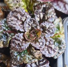 Attēlu rezultāti vaicājumam “Ajuga pyramidalis”