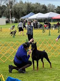 Image result for Mitcheldean Scrabble Club