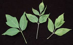 Attēlu rezultāti vaicājumam “Acer negundo”