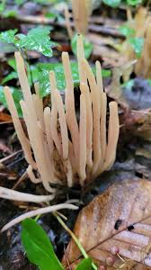 Attēlu rezultāti vaicājumam “Clavaria fumosa”