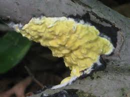 Attēlu rezultāti vaicājumam “Hypocrea rufa”