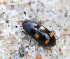 Attēlu rezultāti vaicājumam “Glischrochilus hortensis”