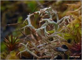 Attēlu rezultāti vaicājumam “Cladonia ciliata”